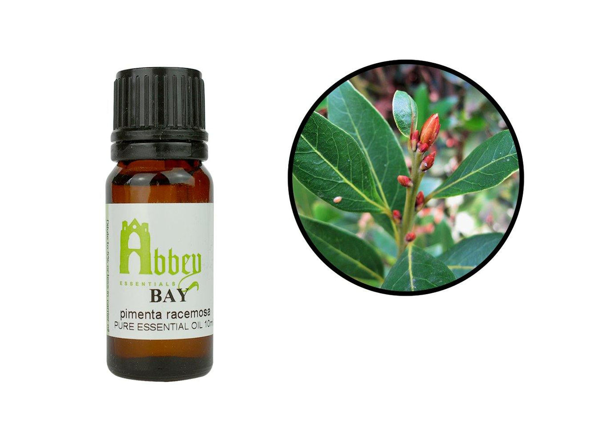 Bay Rum Essential Oil (Pimenta racemosa) – Wingsets