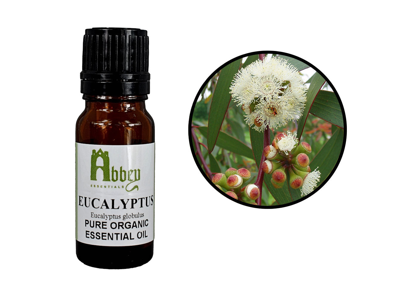 Eucalyptus Organic