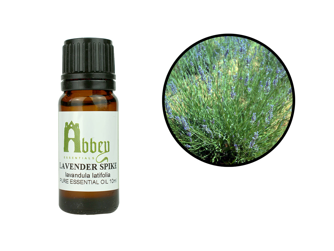 Lavender Spike Essential Oil