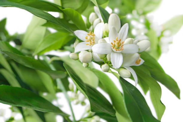 Neroli Absolute 5% in Grapeseed 10ml