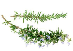 Rosemary Organic 5ml