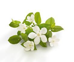 Neroli Absolute 5% in Jojoba 10ml