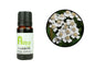 Yarrow Essential Oil