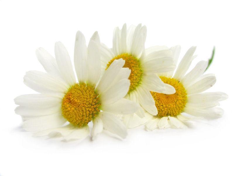 Chamomile Matricaria Absolute 5% in Grapeseed 10ml