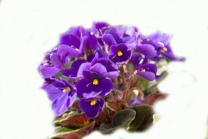 Violet Leaf Absolute Oil (Viola Odorata)
