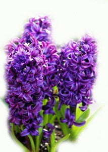 Hyacinth Absolute 5% in Grapeseed 10ml
