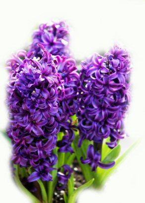Hyacinth Absolute 5ml