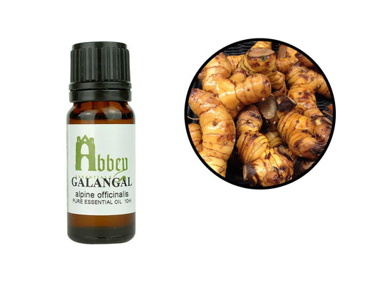 Galangal Essential Oil