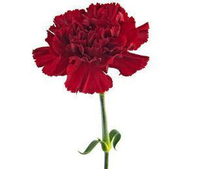 Carnation Absolute 5% in Grapeseed 10ml