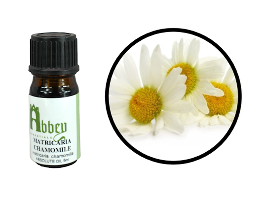 Matricaria Chamomile Absolute (Blue/German Chamomile) 5ml - Abbey Essentials