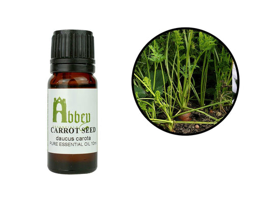 Carrot Seed Essential Oil