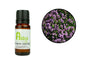 Lemon Thyme Essential Oil